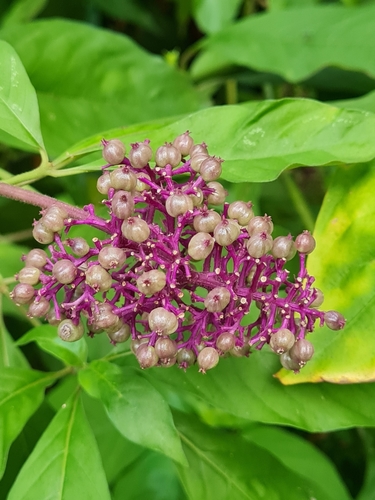 Palicourea hebeclada, photograph 2