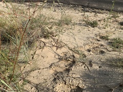 Sceloporus arenicolus