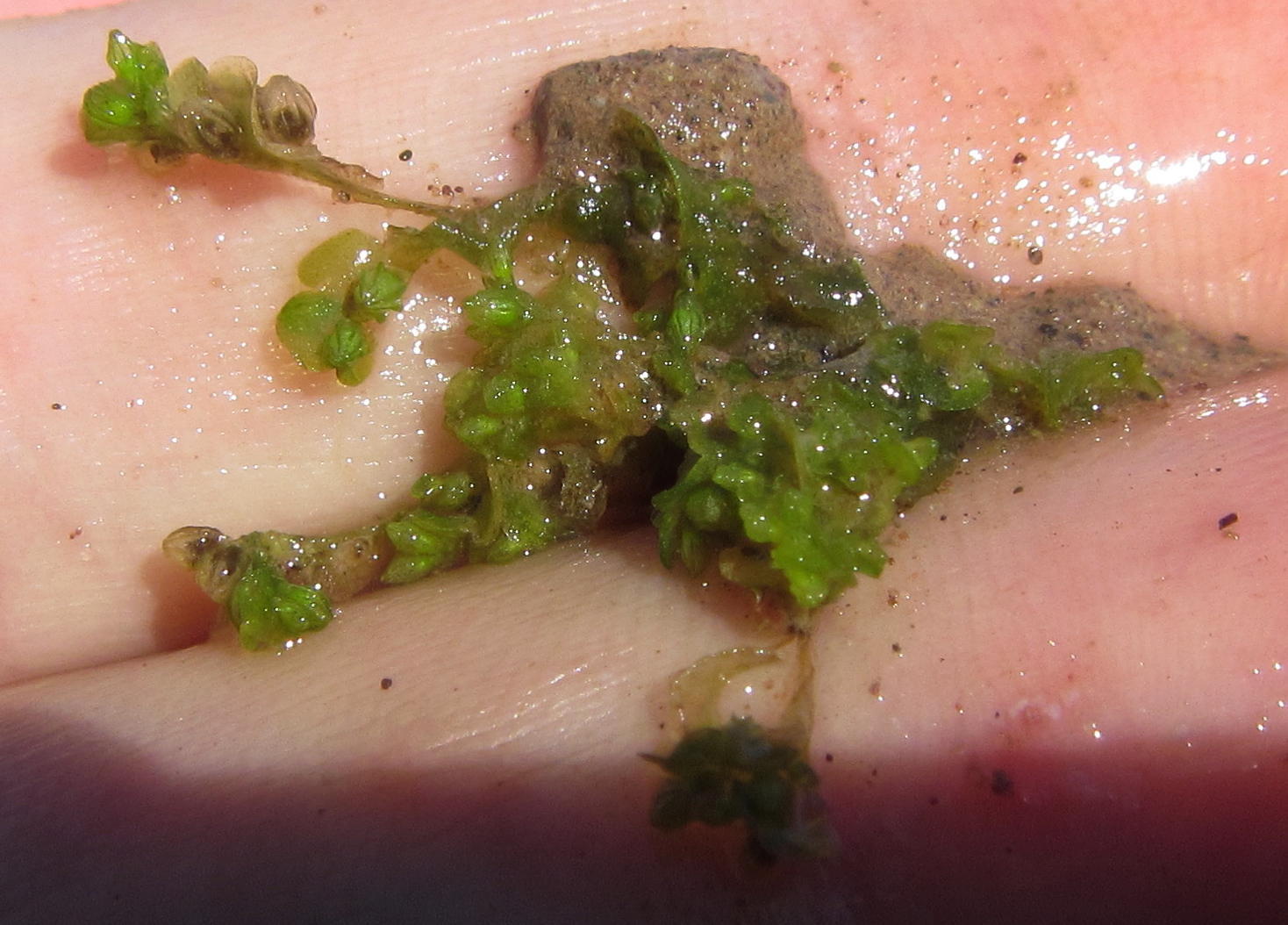 Riella affinis