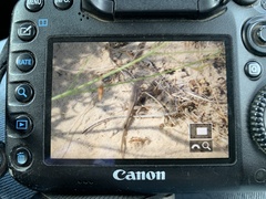 Sceloporus arenicolus