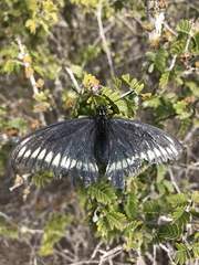 Battus polydamas psittacus
