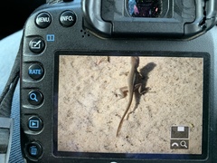 Sceloporus arenicolus