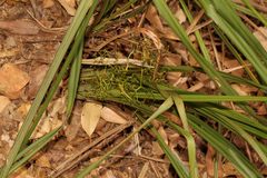 Dianella brevipedunculata