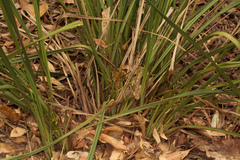 Dianella brevipedunculata