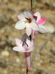 Watsonia densiflora