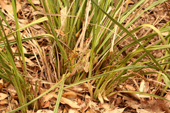 Dianella brevipedunculata