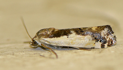 Tarache augustipennis