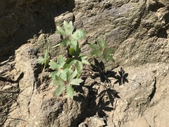 Delphinium cardinale