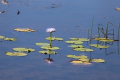 Nymphaea violacea