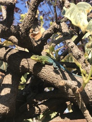 Liolaemus tenuis