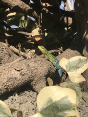 Liolaemus tenuis