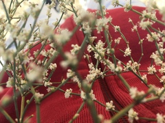 Eriogonum baileyi baileyi