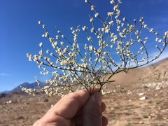 Eriogonum baileyi baileyi