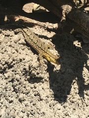 Liolaemus tenuis