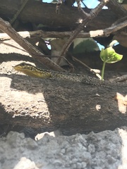Liolaemus tenuis
