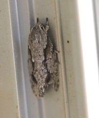 Agriophara confertella