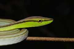 Southern Sharpnose Snake photo 4