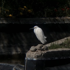 Egretta thula thula