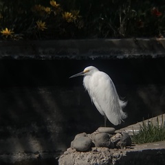 Egretta thula thula