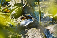 Chrysemys picta picta