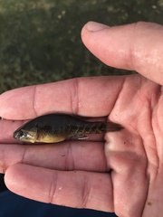 Dormitator maculatus