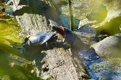 Chrysemys picta picta