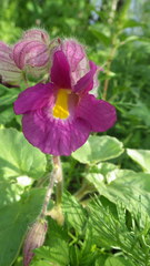 Proboscidea louisianica