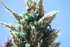 Puya alpestris zoellneri