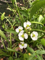 Sagittaria platyphylla