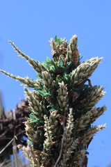 Puya alpestris zoellneri