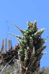Puya alpestris zoellneri