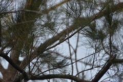 Gerygone flavolateralis