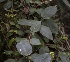 Hydrangea serratifolia