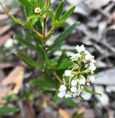 Logania linifolia