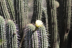 Trichocereus chiloensis