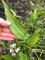 Sagittaria platyphylla