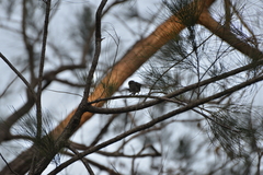 Gerygone flavolateralis