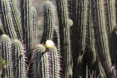 Trichocereus chiloensis