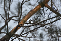 Gerygone flavolateralis