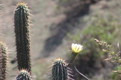 Trichocereus chiloensis