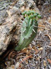 Euphorbia nesemannii