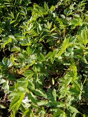 Filipendula ulmaria