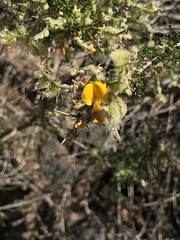 Adesmia confusa