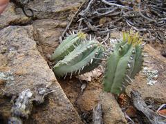 Euphorbia nesemannii