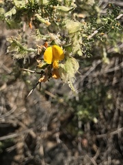Adesmia confusa