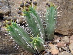 Euphorbia nesemannii