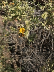 Adesmia confusa