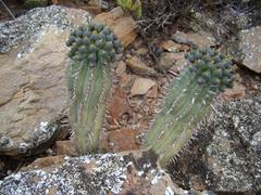 Euphorbia nesemannii