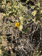 Adesmia confusa