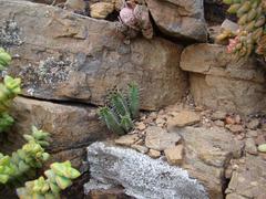 Euphorbia nesemannii
